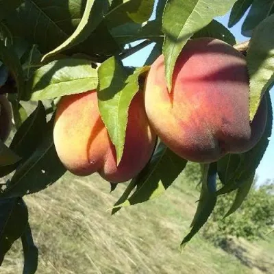 Персик СОФГАФЕН в Туле