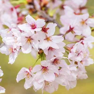 Сакура КОЙО НО МАЙ в Туле