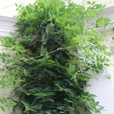 Глициния макростахия БЛЮ МУН в Туле