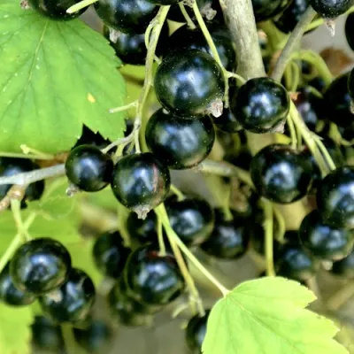 Смородина черная ВОЛОГДА в Туле