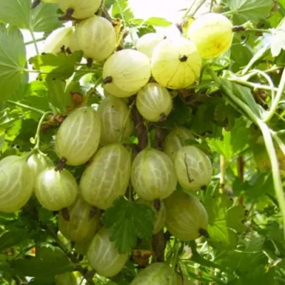 Крыжовник ИНВИКТА в Туле