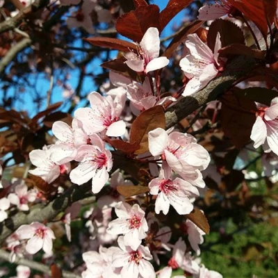 Слива ВУДИ растопыренная в Туле