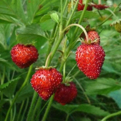 саженцы земляники Альпийской