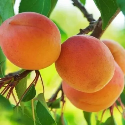 Абрикос ЦАРСКИЙ в Туле