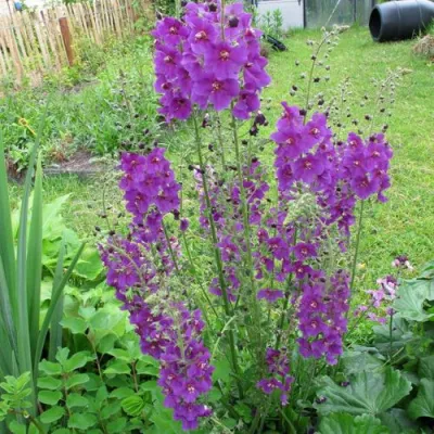 Коровяк ВИОЛЕТТА (вербаскум) в Туле