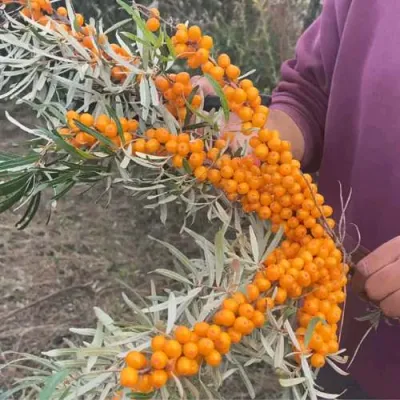 Облепиха ФИНСКАЯ в Туле