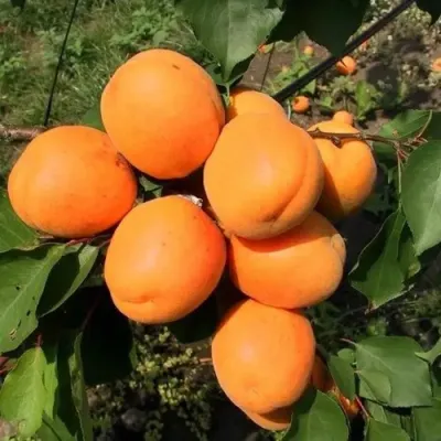 Абрикос ХАРГРАНД в Туле