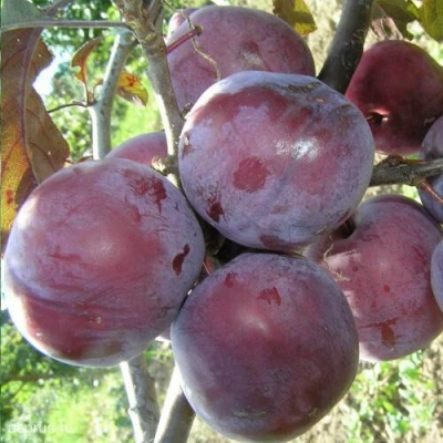 Слива ЛАМА в Туле