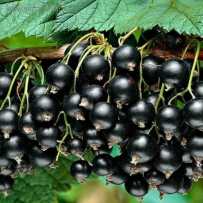 Смородина черная БЕН КОНАН в Туле