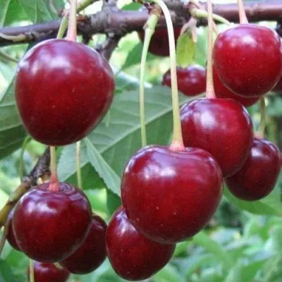 Вишня ТУРГЕНЕВКА в Туле