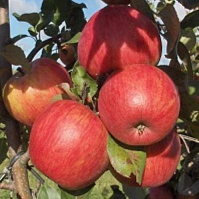 Яблоня ПЕРСИКОВАЯ в Туле