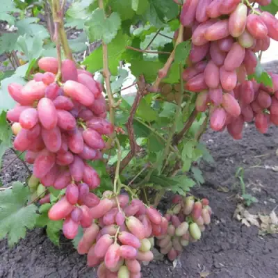 Виноград ЮЛИАН в Туле