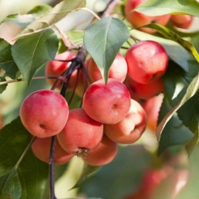 Яблоня ВИШНЕПЛОДНАЯ декоративная в Туле