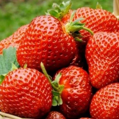 саженцы клубники Флоренс