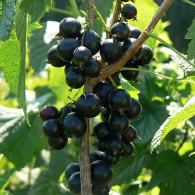 Смородина черная ВОЛОГДА в Туле