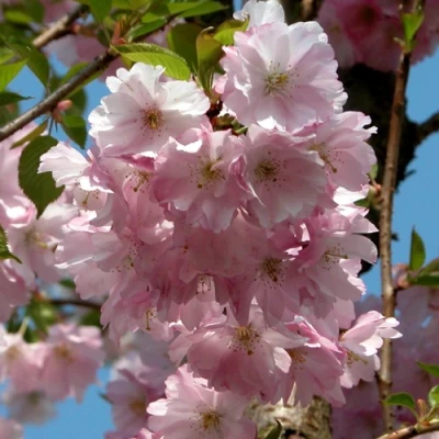 Вишня АККОЛЕЙД цветущая в Туле