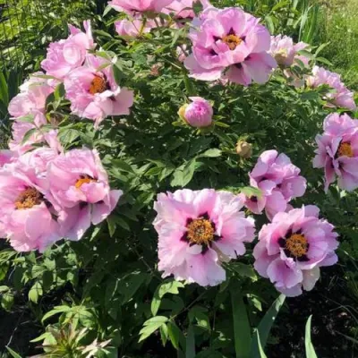 Пион РОЗОВАЯ РЕКА древовидный в Туле