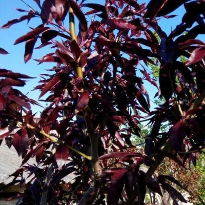 Персик БУРГУНДИ краснолистный в Туле