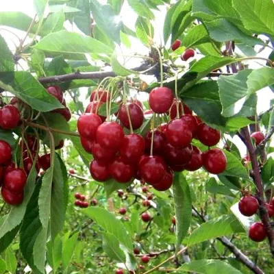 Вишня ТУРГЕНЕВКА в Туле