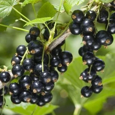 Смородина чёрная ВОЛШЕБНИЦА в Туле