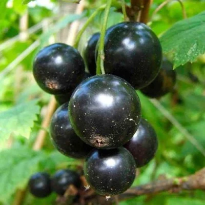 Смородина чёрная ЛЕНТЯЙ в Туле