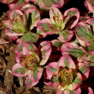 Вербейник АЛЕКСАНДР точечный в Туле