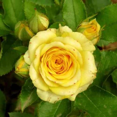 Роза САН СИТИ спрей в Туле