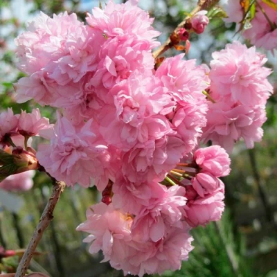 Сакура КИКУ ШИДАРЕ в Туле