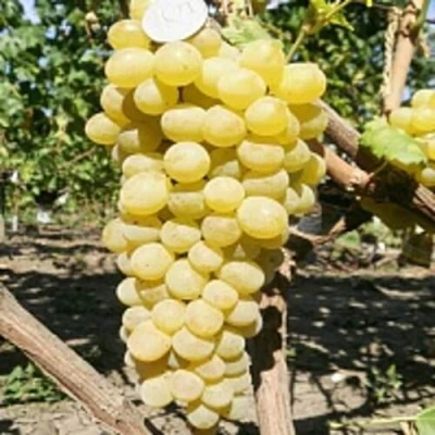 Виноград КИШМИШ ЗОЛОТЦЕ в Туле