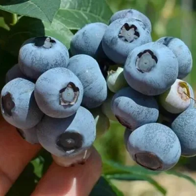 Голубика СИЕРРА в Туле