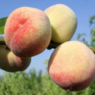 Персик ДОНЕЦКИЙ БЕЛЫЙ в Туле