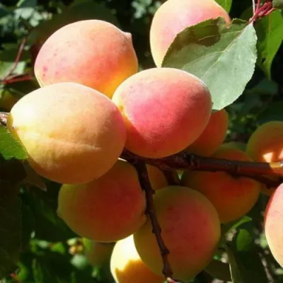 Абрикос СЮРПРИЗ в Туле