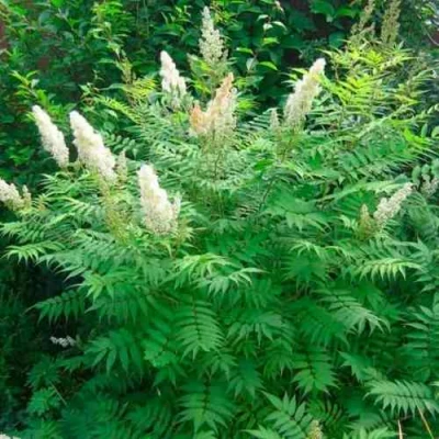 Рябинник рябинолистный СЭМ в Туле