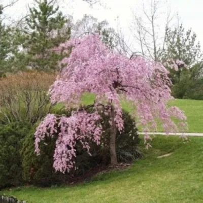 Сакура КИКУ ШИДАРЕ в Туле