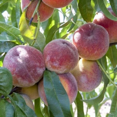 Персик ЗАРМЕНЮ в Туле