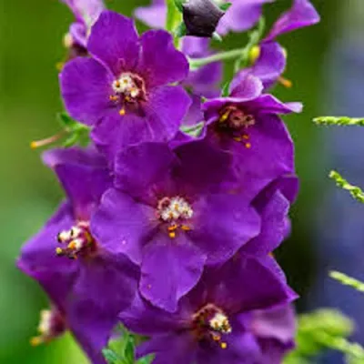 Коровяк ВИОЛЕТТА (вербаскум) в Туле