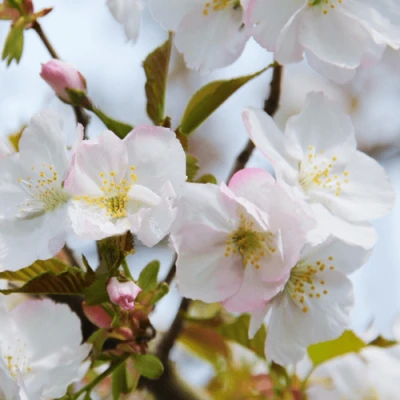 Вишня ОКАМЕ в Туле