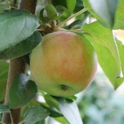 Яблоня ПОДСНЕЖНИК стелющаяся в Туле