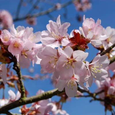 Вишня РАНЧО САРЖЕНТА в Туле