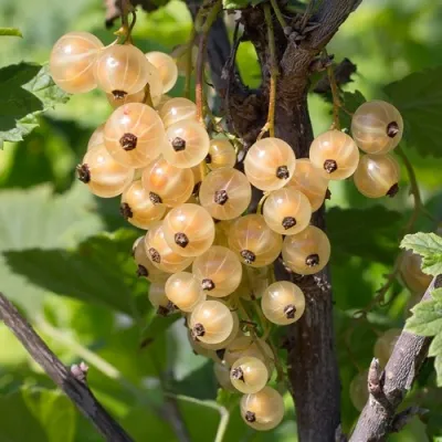 Смородина белая ЮТЕРБОРГСКАЯ в Туле