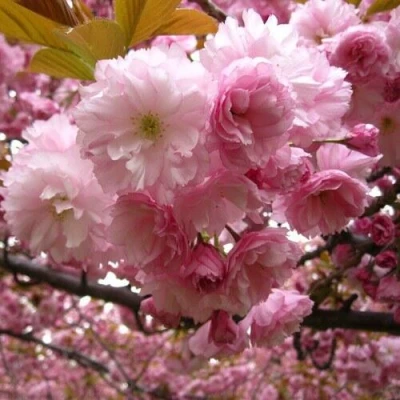 Вишня САКУРА