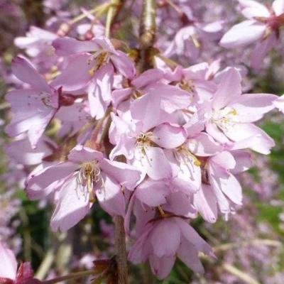 Сакура ПЕНДУЛА РУБРА в Туле