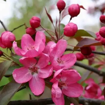 Яблоня РУДОЛЬФ декоративная  в Туле