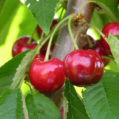 саженцы черешни 15-26-5