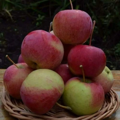 Яблоня РОДНИКОВАЯ в Туле