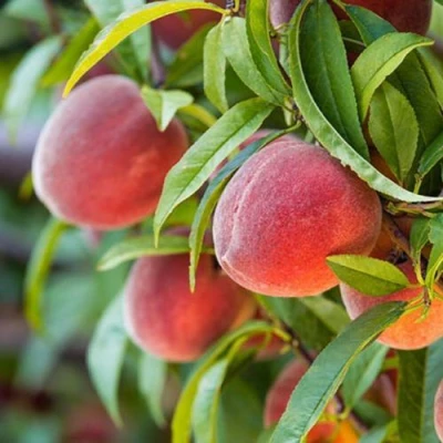 Персик РЭД ХЕВЕН в Туле