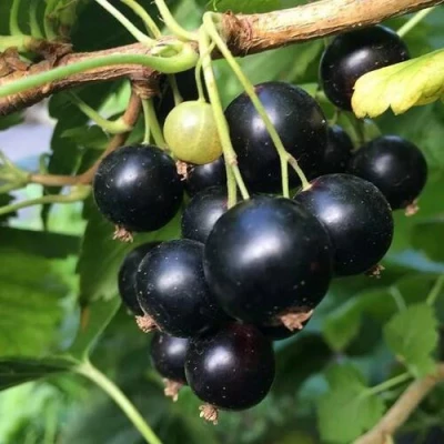 Смородина чёрная ДАБРАДЗЕЯ в Туле