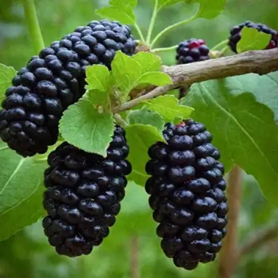 Шелковица плакучая в Туле