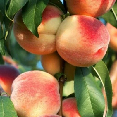 Персик ЛОЙКО 2 в Туле