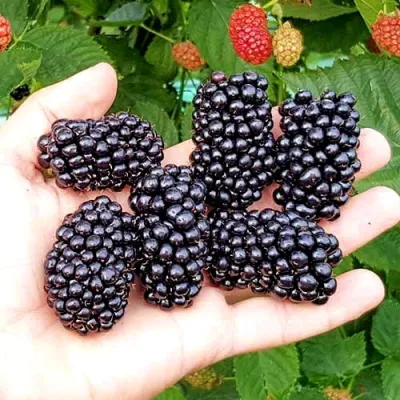 Ежевика ОУАЧИТА бесшипная в Туле